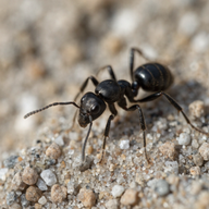 Photograph of a black garden ant (Lasius niger)
