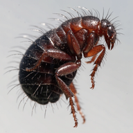 Photograph of a flea (Ctenocephalides felis)