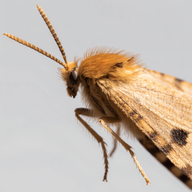 Photograph of a moth (Tineola bisselliella)