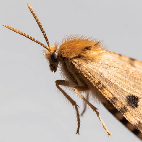 Photograph of a moth (Tineola bisselliella)