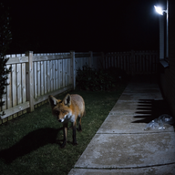 Photograph of a fox (Vulpes vulpes)