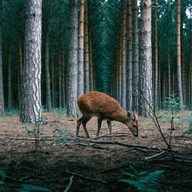 Photograph of a muntjac deer (Muntiacus reevesi)