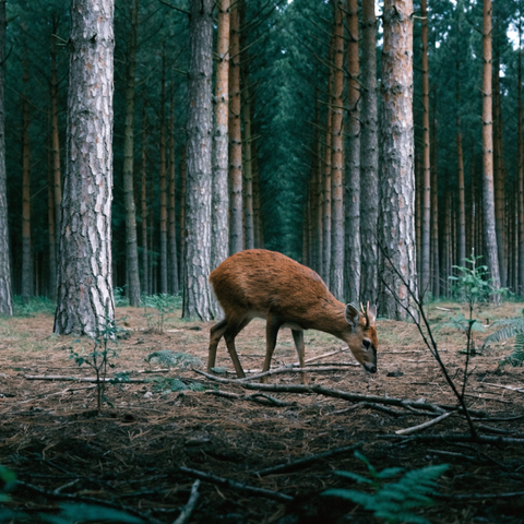 Photograph of a muntjac deer (Muntiacus reevesi)